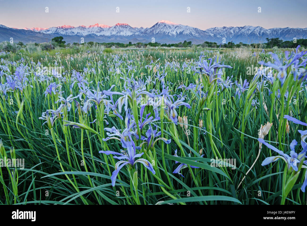 Wild Iris Blumen in einem Feld in der Nähe von Bischof California mit frühen Morgen Sierra Mountains im Hintergrund Stockfoto