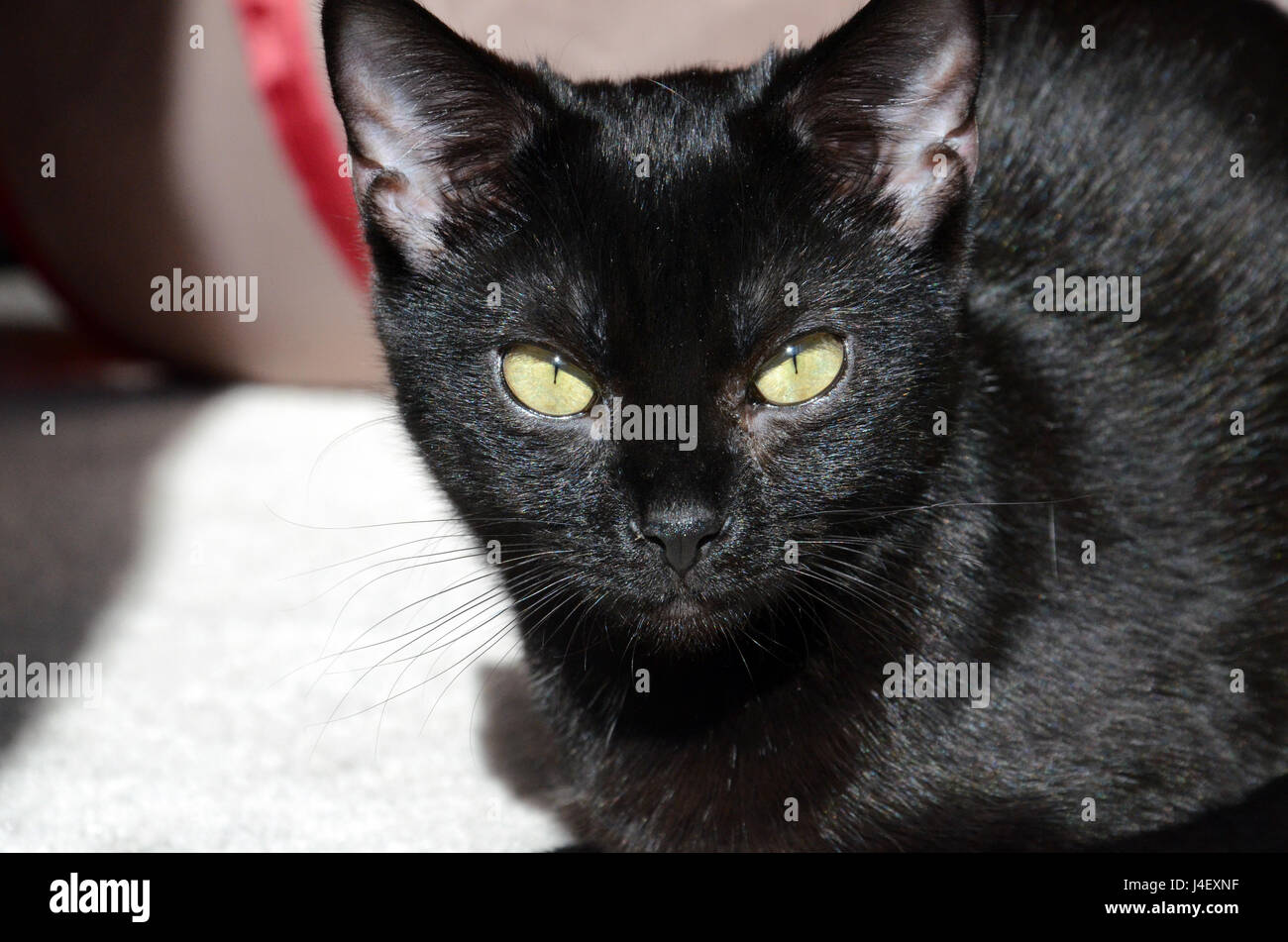Schwarze Katze Stockfoto