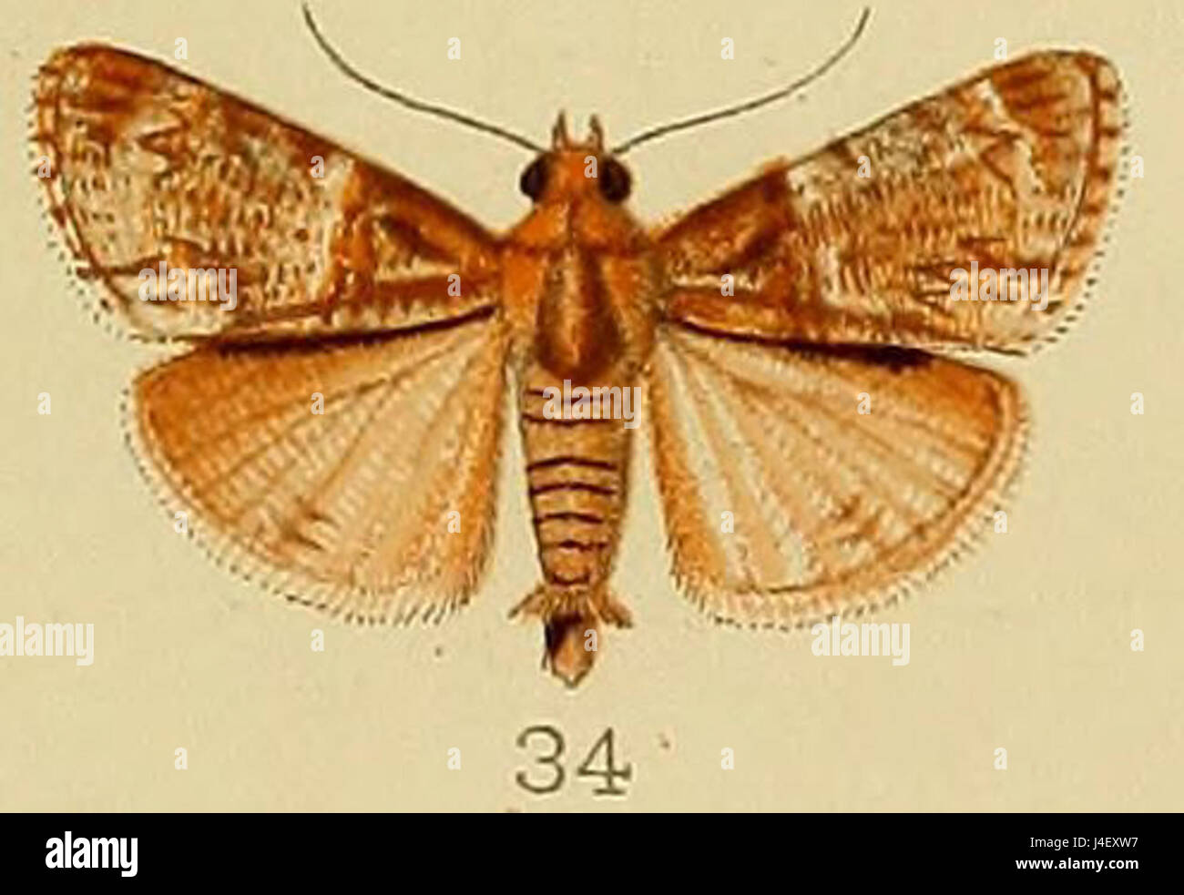 Orthaga chionalis ist eine Mottenart, die Kenrick 1907 beschrieb. Bei diesem Verweis handelt es sich wahrscheinlich um eine wissenschaftliche Beschreibung der Art mit Schwerpunkt auf ihren Merkmalen und ihrer taxonomischen Klassifizierung. Stockfoto