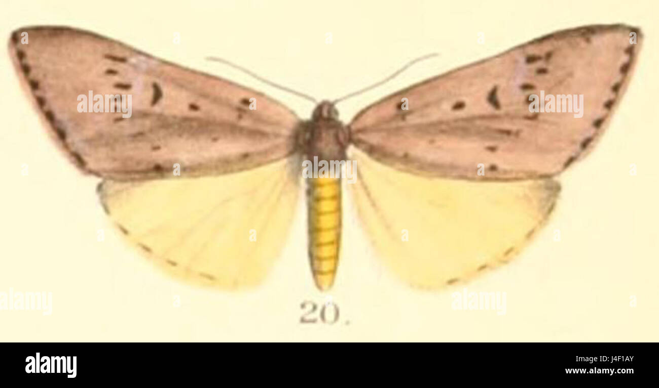 „Adrepsa stilbioides“ ist eine Art, die von Moore im Jahr 1879 beschrieben wurde und deren einzigartige Struktur in einer detaillierten botanischen Abbildung dargestellt wird. Diese Art ist Teil der Lepidopterenordnung, die häufig auf ihre Rolle in der Ökologie und Biodiversität untersucht wird. Stockfoto