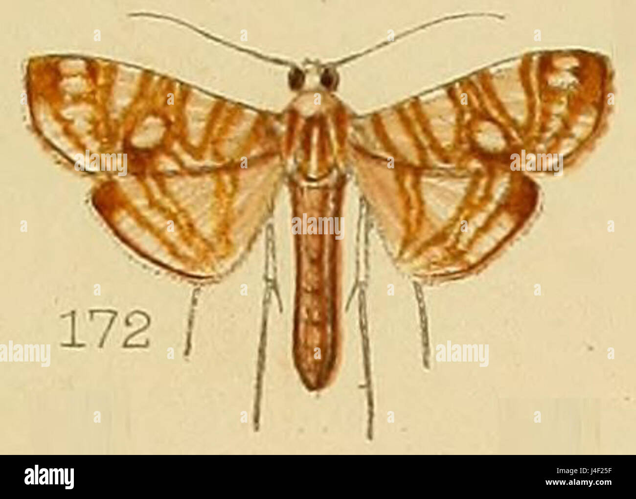 172 Glyphodes Paucilinealis Kenrick 1907 Stockfoto