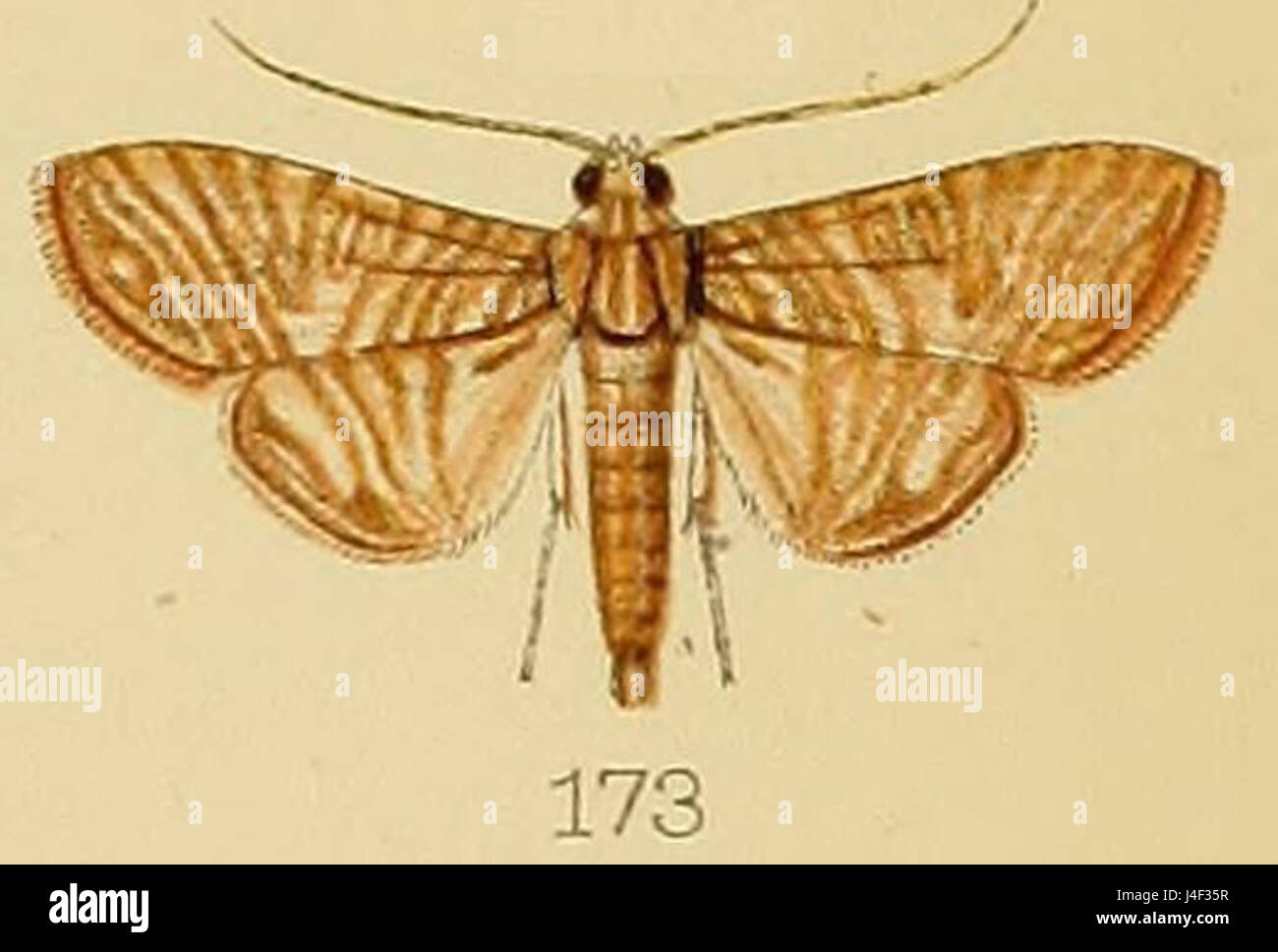 173 Glyphodes Multilinealis Kenrick 1907 Stockfoto