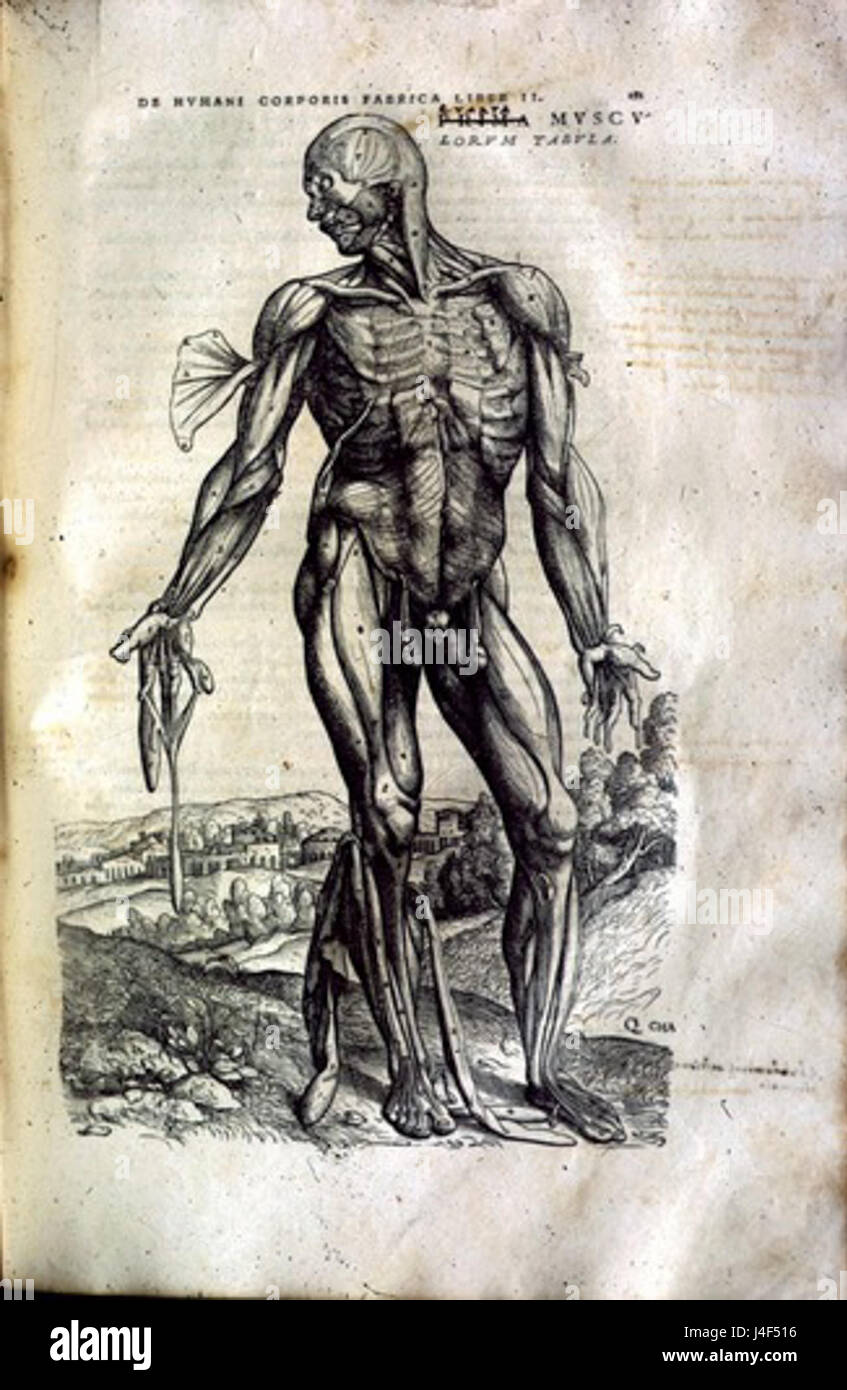 Muscleman Vesalius ist eine anatomische Illustration aus der History of Science Collection der University of Oklahoma, die das detaillierte Studium der menschlichen Anatomie zeigt, wie Andreas Vesalius, ein renommierter Renaissance-Anatom, dargestellt hat. Stockfoto