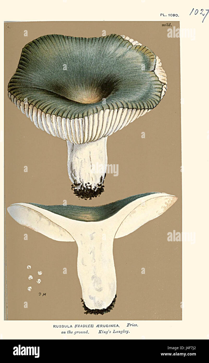 Russula aeruginea Cooke ist eine Pilzart der Gattung Russula, die vom Mykologen Cooke identifiziert wurde. Diese Art ist bekannt für ihr markantes Auftreten in der Mykologie. Stockfoto