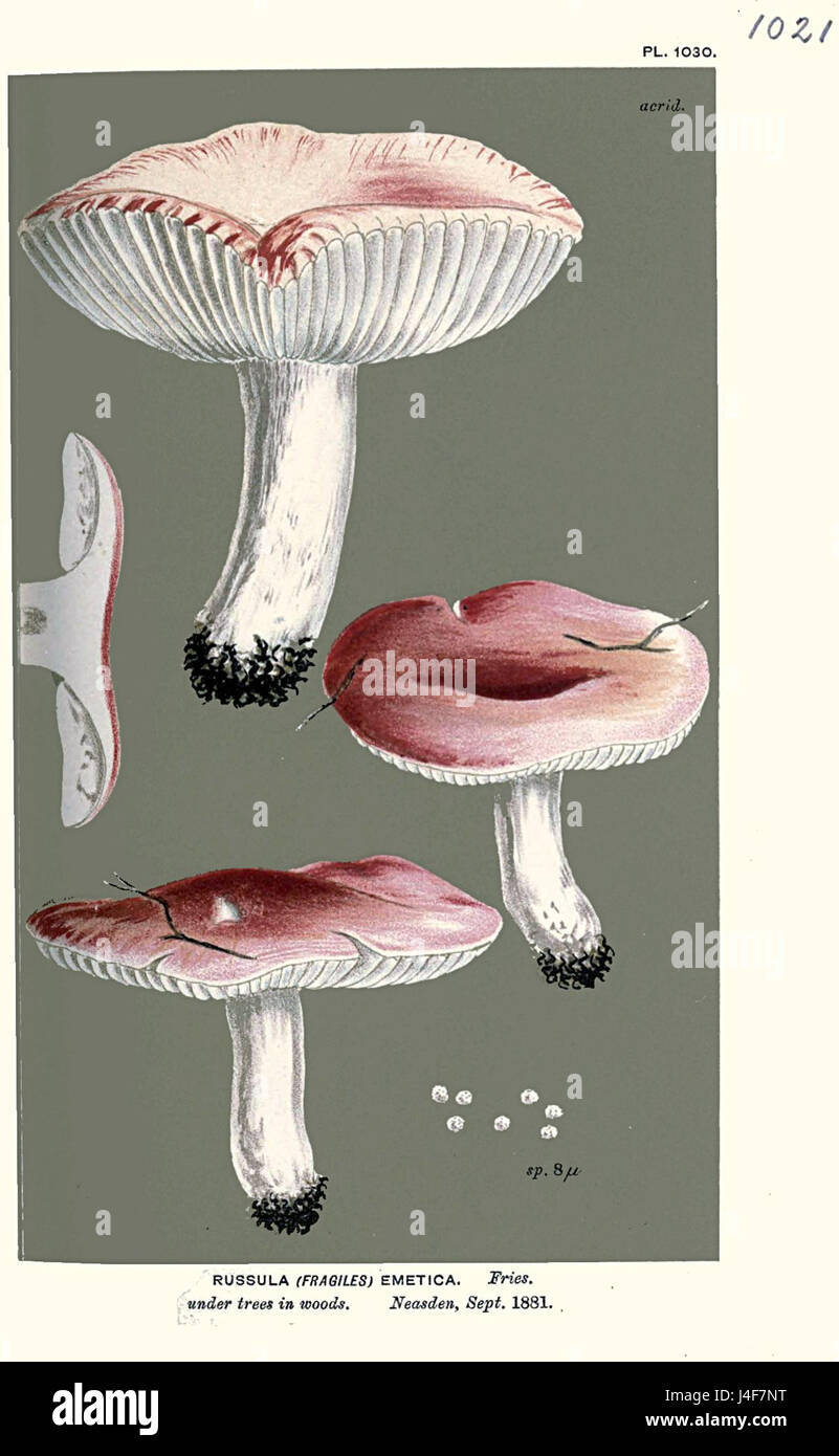Russula emetica, auch bekannt als emetische Russula, ist eine Pilzart aus der Familie der Russulaceae. Es ist für seine toxischen Eigenschaften bekannt, die Übelkeit verursachen, wenn es konsumiert wird. Stockfoto