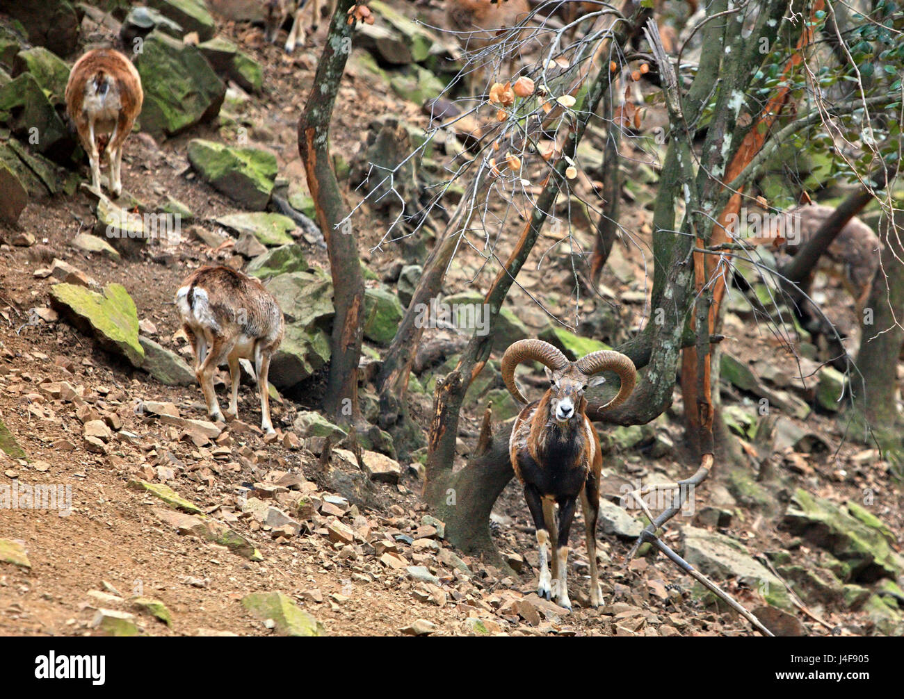 Zyprischen Mufflon (bekannt als "Agrino"), die wilde Schafe von Zypern und ein nationales Symbol der Insel bei "Stavros Tis Psokas" Wald-Bahnhof Stockfoto