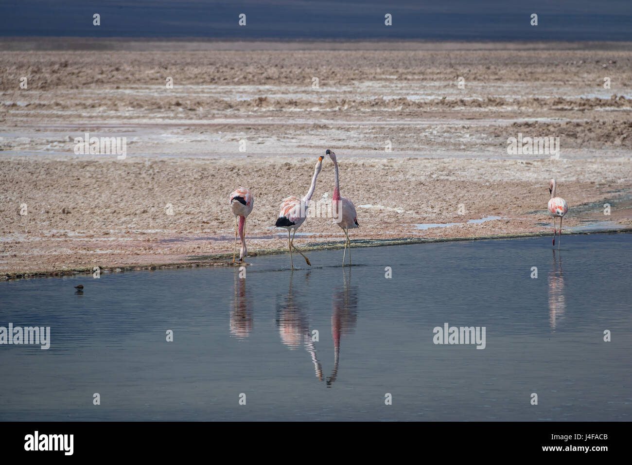 Flamingos in Chaxa Lagune am Atacama Salar - Atacama-Wüste, Chile Stockfoto
