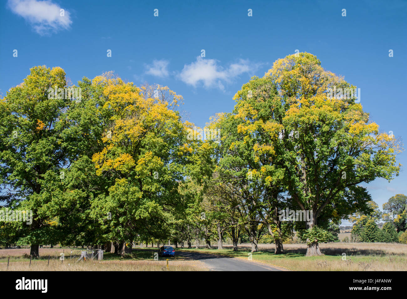 Allee der englische Ulmen Frühherbst am Gostwyck in der Nähe von Uralla NSW Australia. Stockfoto