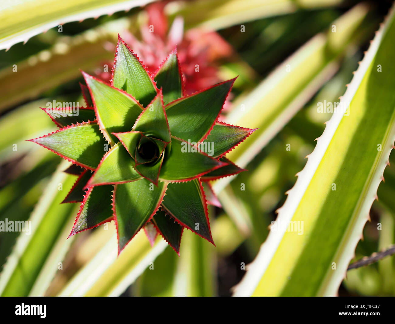 Krone des Baby Ananas Stockfoto