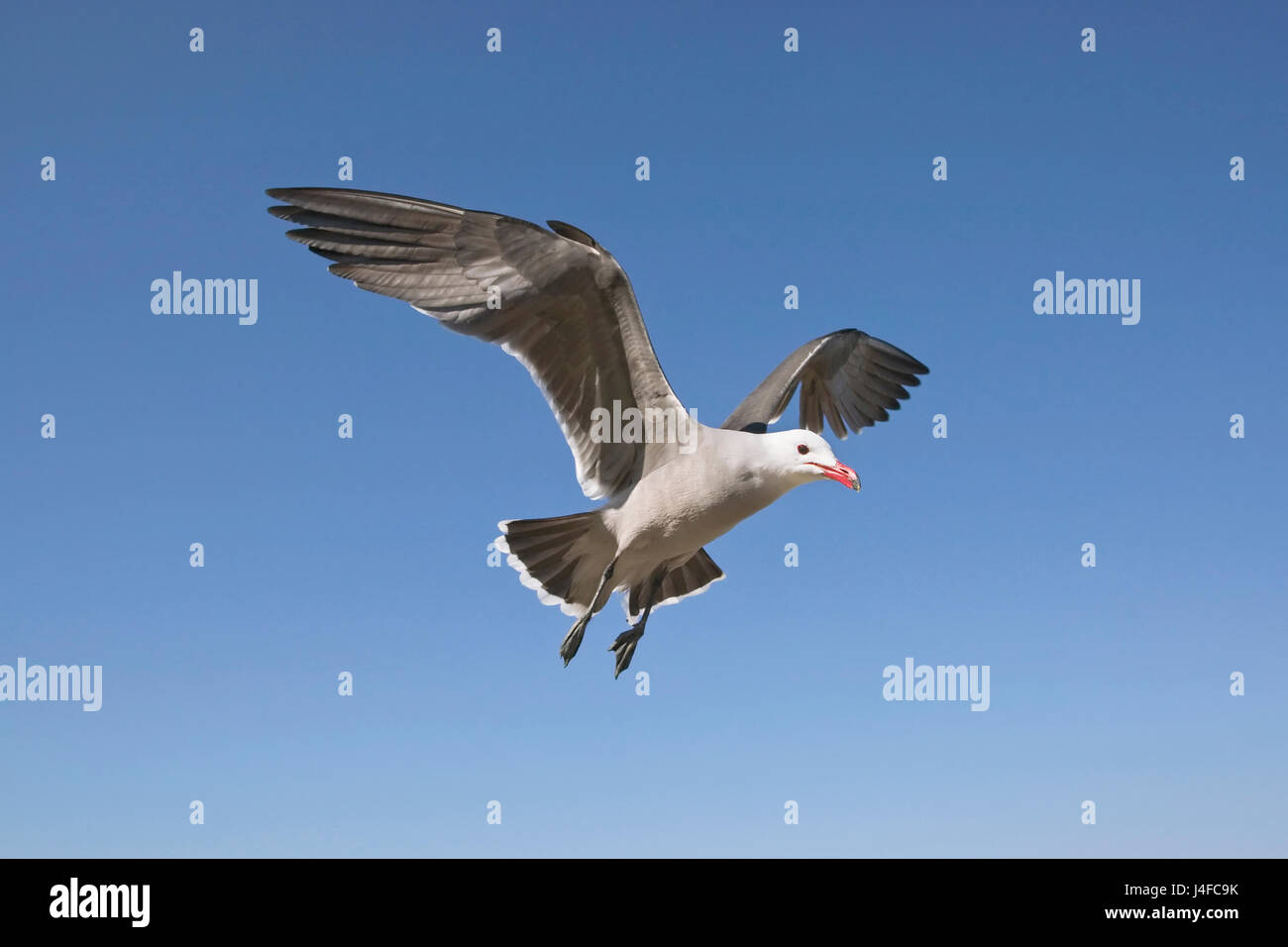 Heerman der Gull - Larus heermanni Stockfoto