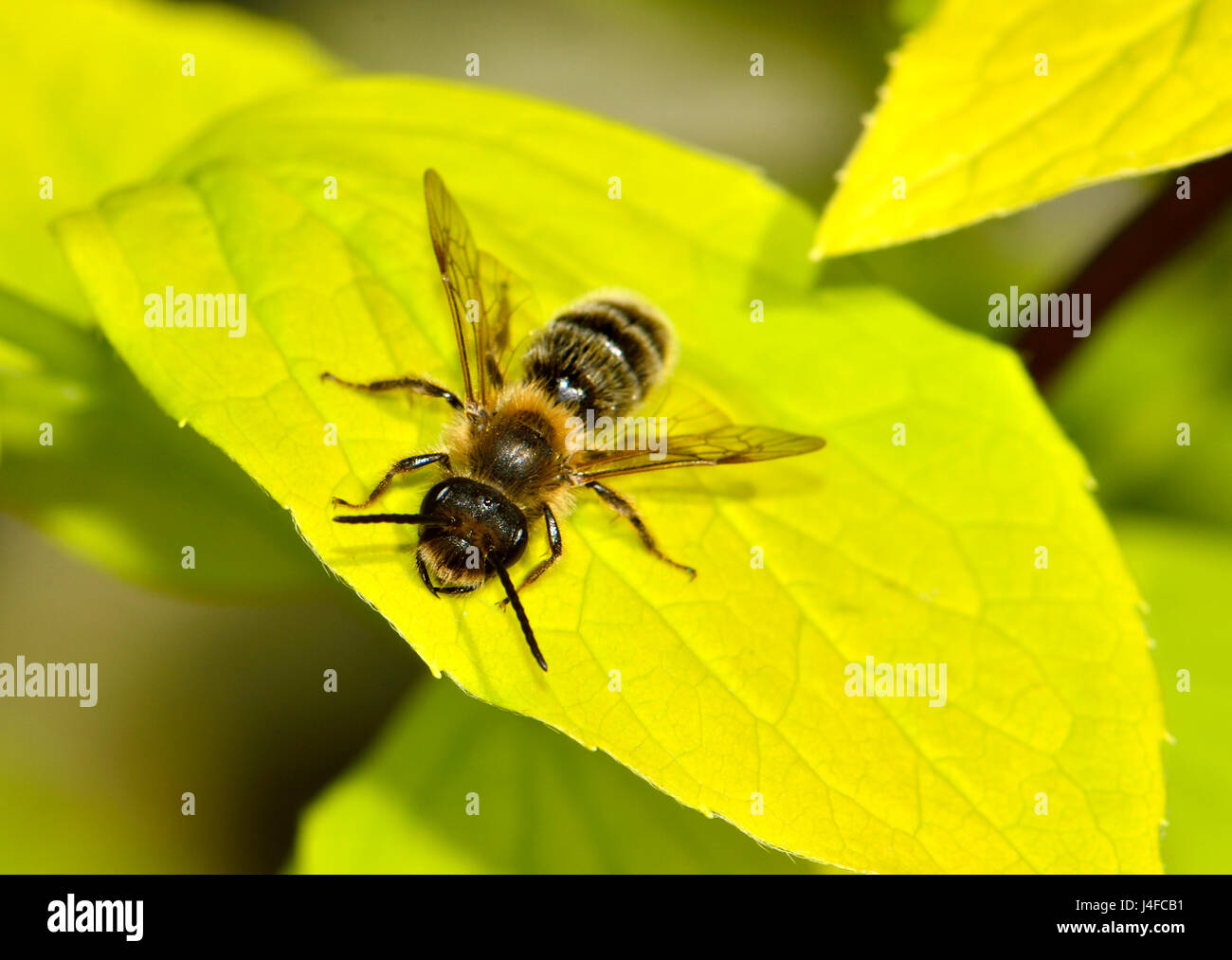 Gemeinsamen Honigbiene (Apis Melifera) Kent, England, April Stockfoto