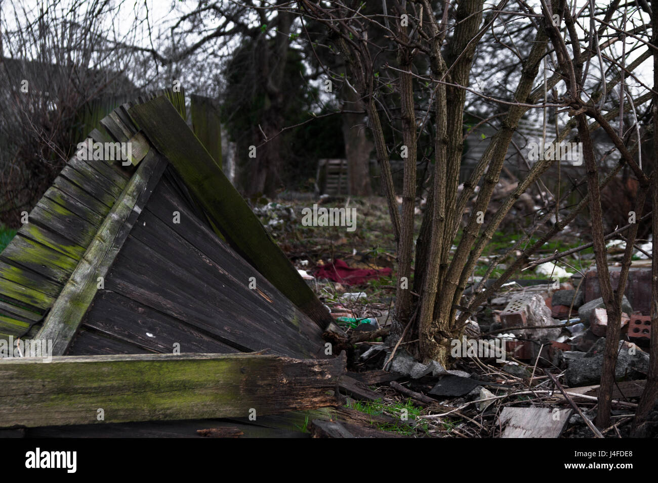 Ein Baum übernimmt eine heruntergekommene Baustelle Stockfoto