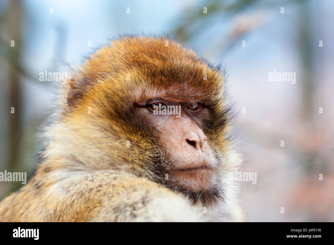 Nahaufnahme einer barbary macaque (Macaca sylvanus). Stockfoto