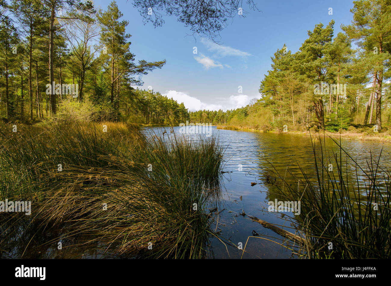 Schottische See, umgeben von Kiefernwald im zeitigen Frühjahr Stockfoto