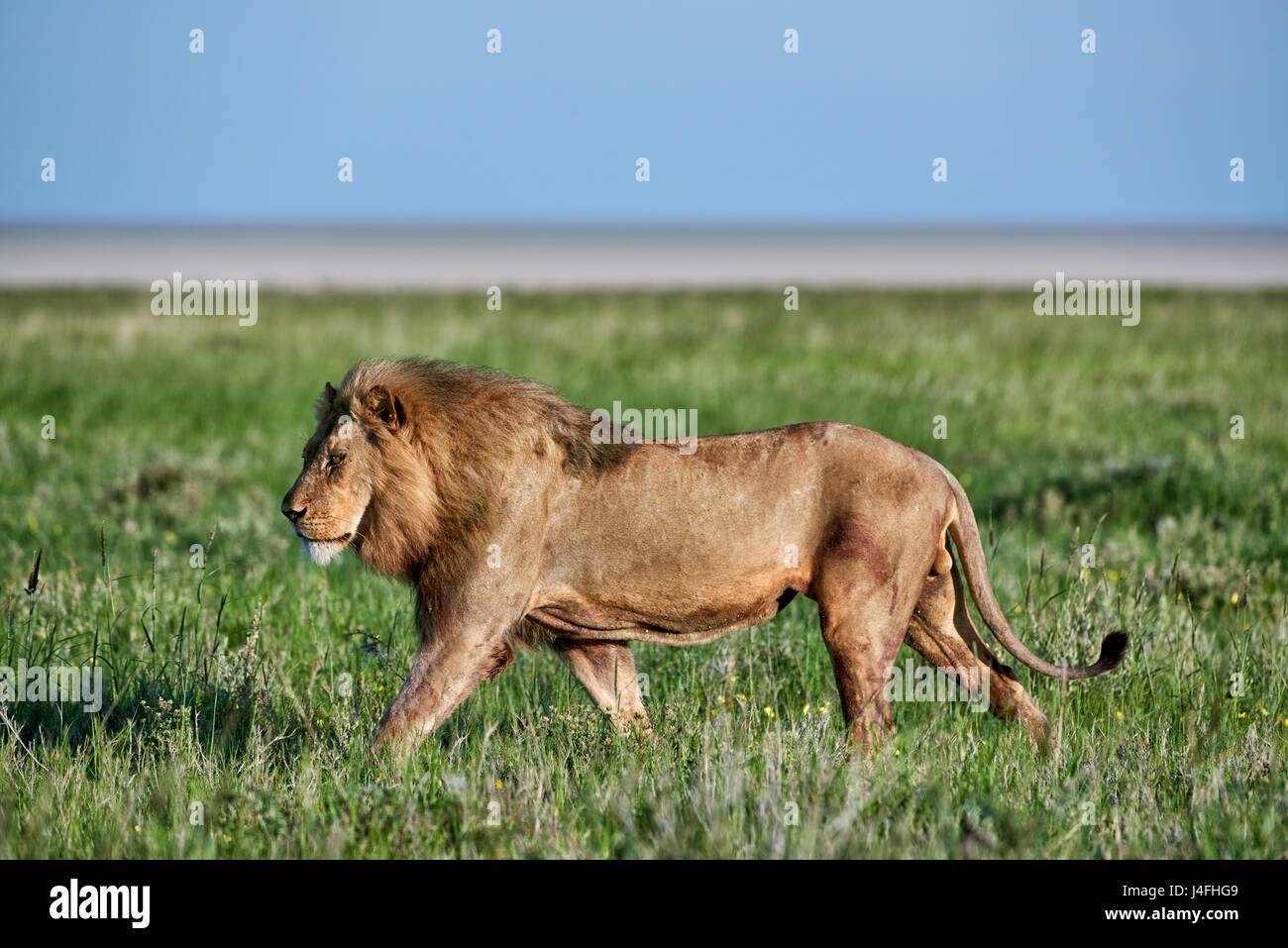 männlicher Löwe (Panthera Leo) patrouillieren durch die Gegend Stockfoto