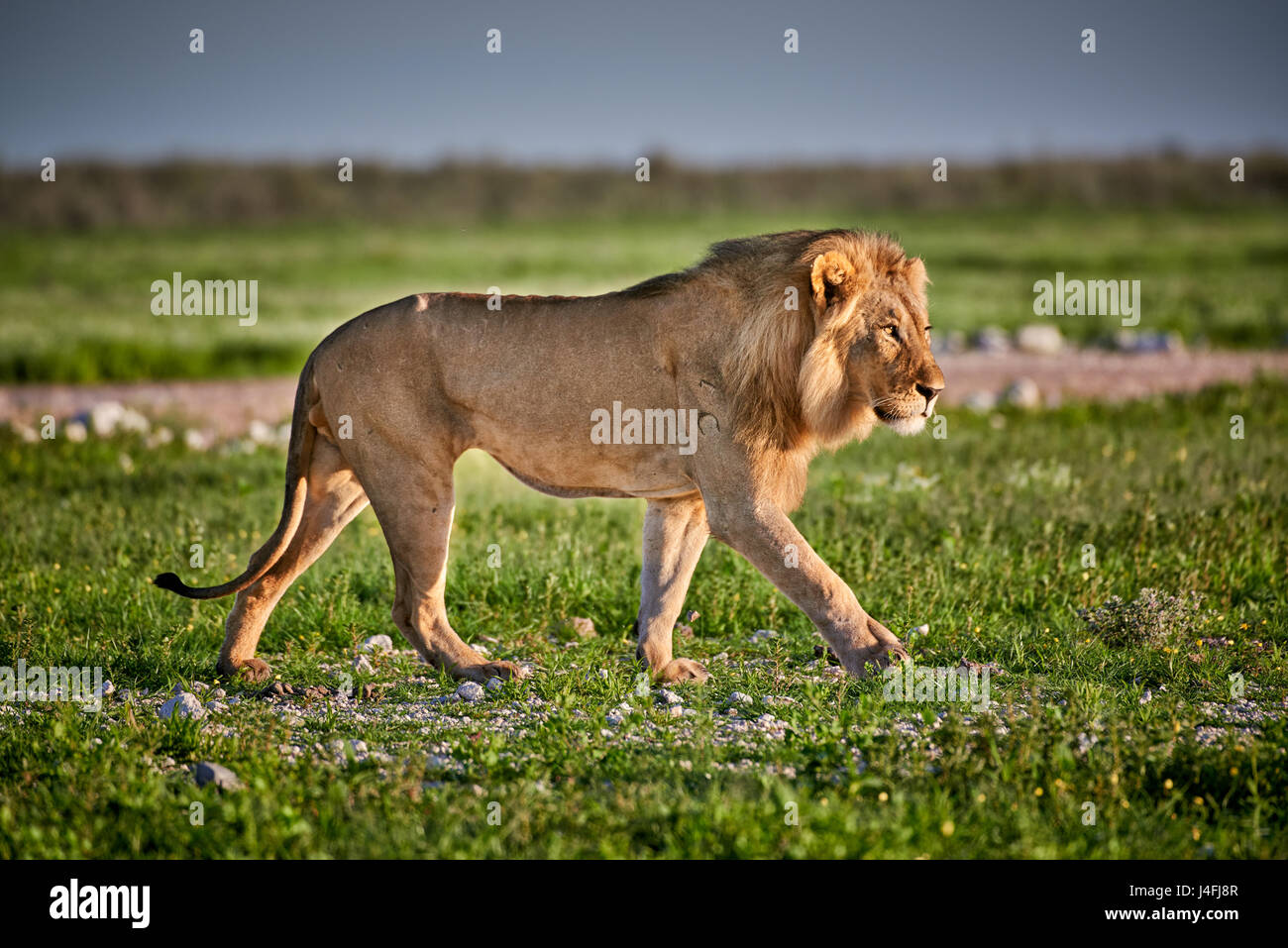 männlicher Löwe (Panthera Leo) patrouillieren durch die Gegend Stockfoto