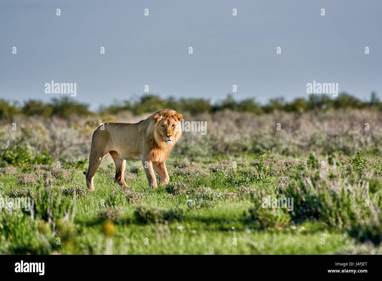 männlicher Löwe (Panthera Leo) patrouillieren durch die Gegend, freien Speicherplatz auf Seite Stockfoto