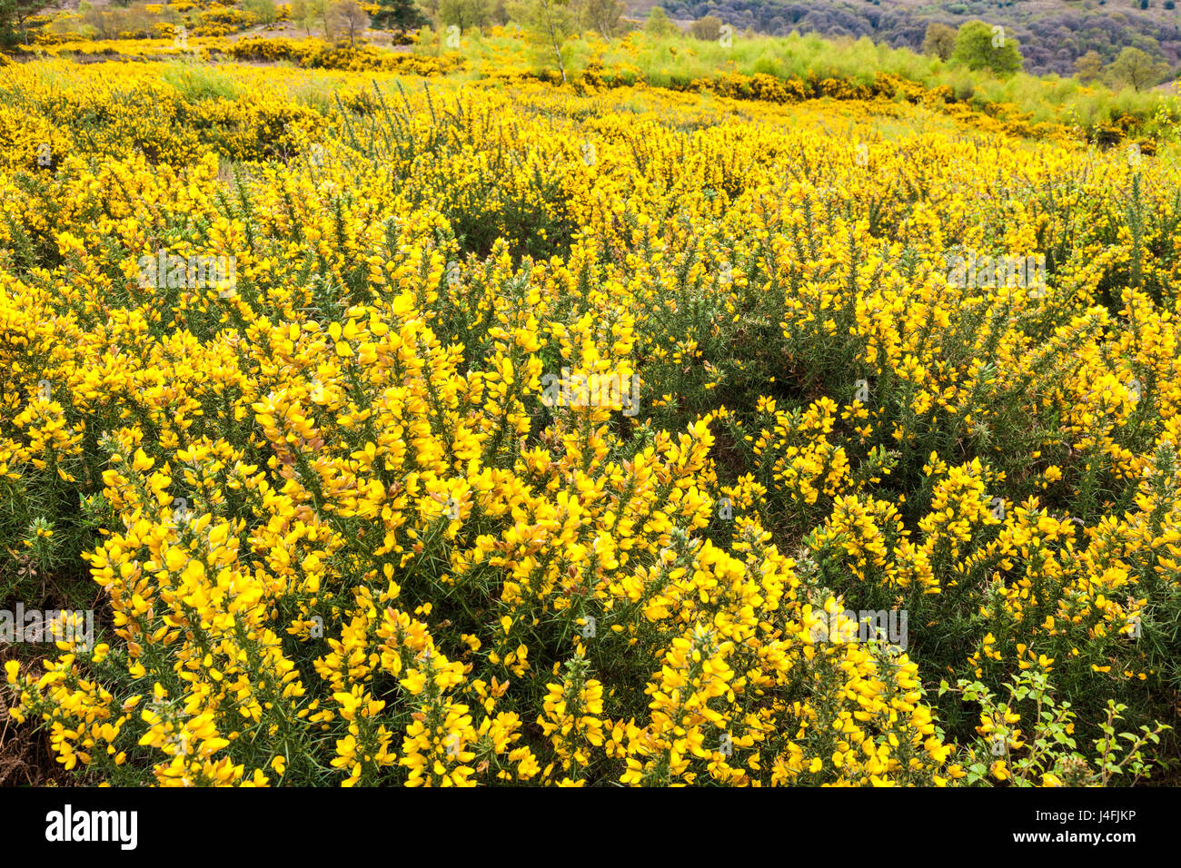 Gelber Ginster Blüte Ende April auf Exmoor National Park in Webbers Post in der Nähe von Luccombe, Somerset UK Stockfoto