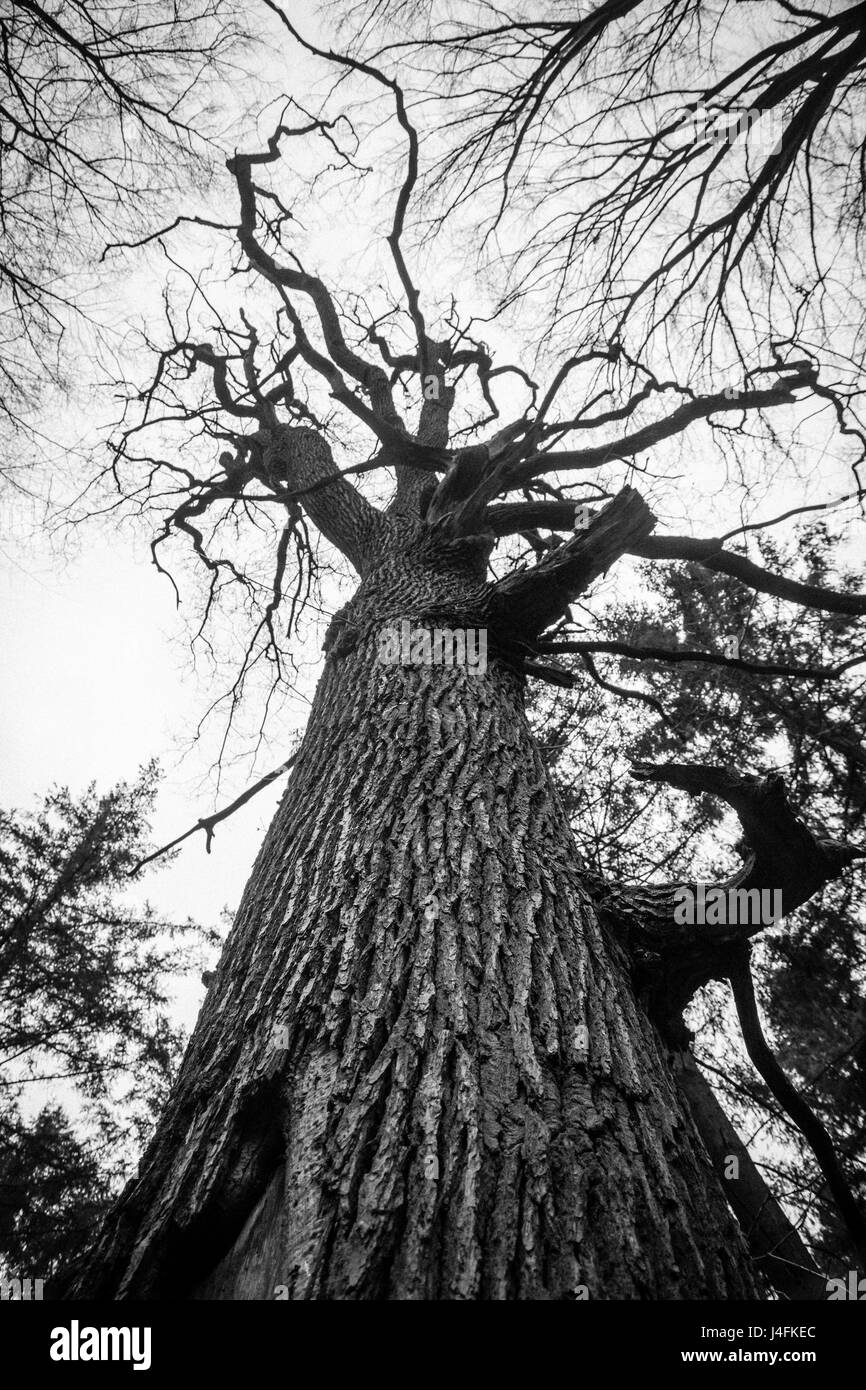 Alten Toten Eiche schwarz / weiß knöchernen Stockfoto