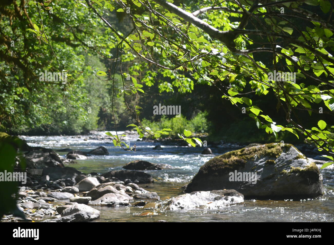 Schöne, wilde Fluss in Olympic Nationalpark Stockfoto