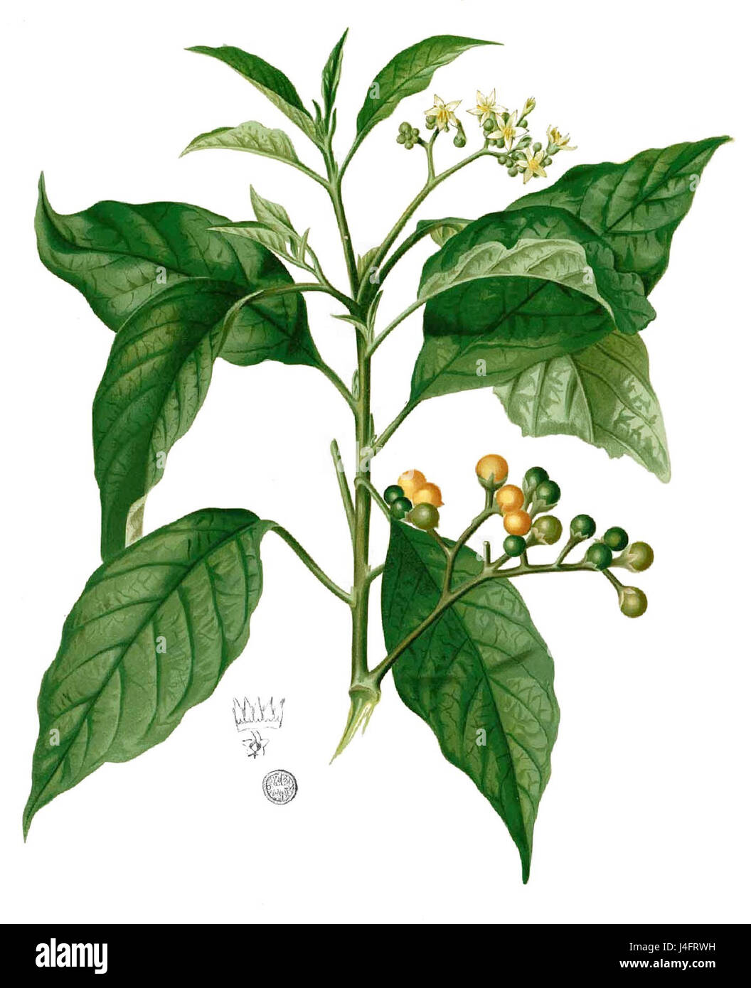 Solanum Erianthum Blanco1.86 beschnitten Stockfoto
