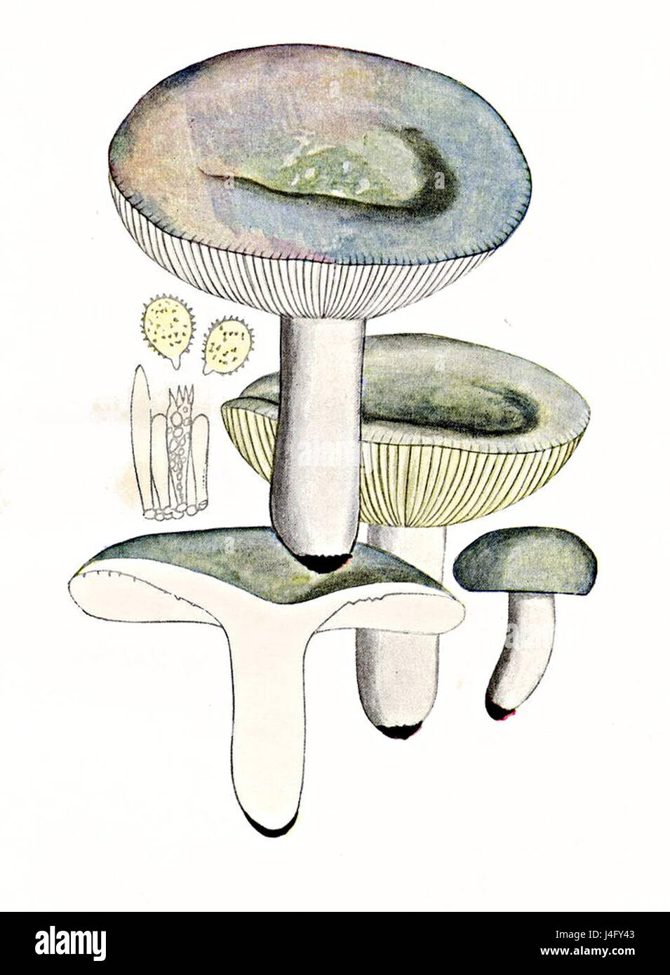 Russula grisea, allgemein bekannt als die graue Russula, ist eine Pilzart aus der Familie der Russulaceae. Sie zeichnet sich durch ihre graue Kappe und ihren bitteren Geschmack aus, der häufig in Waldgebieten vorkommt. Stockfoto
