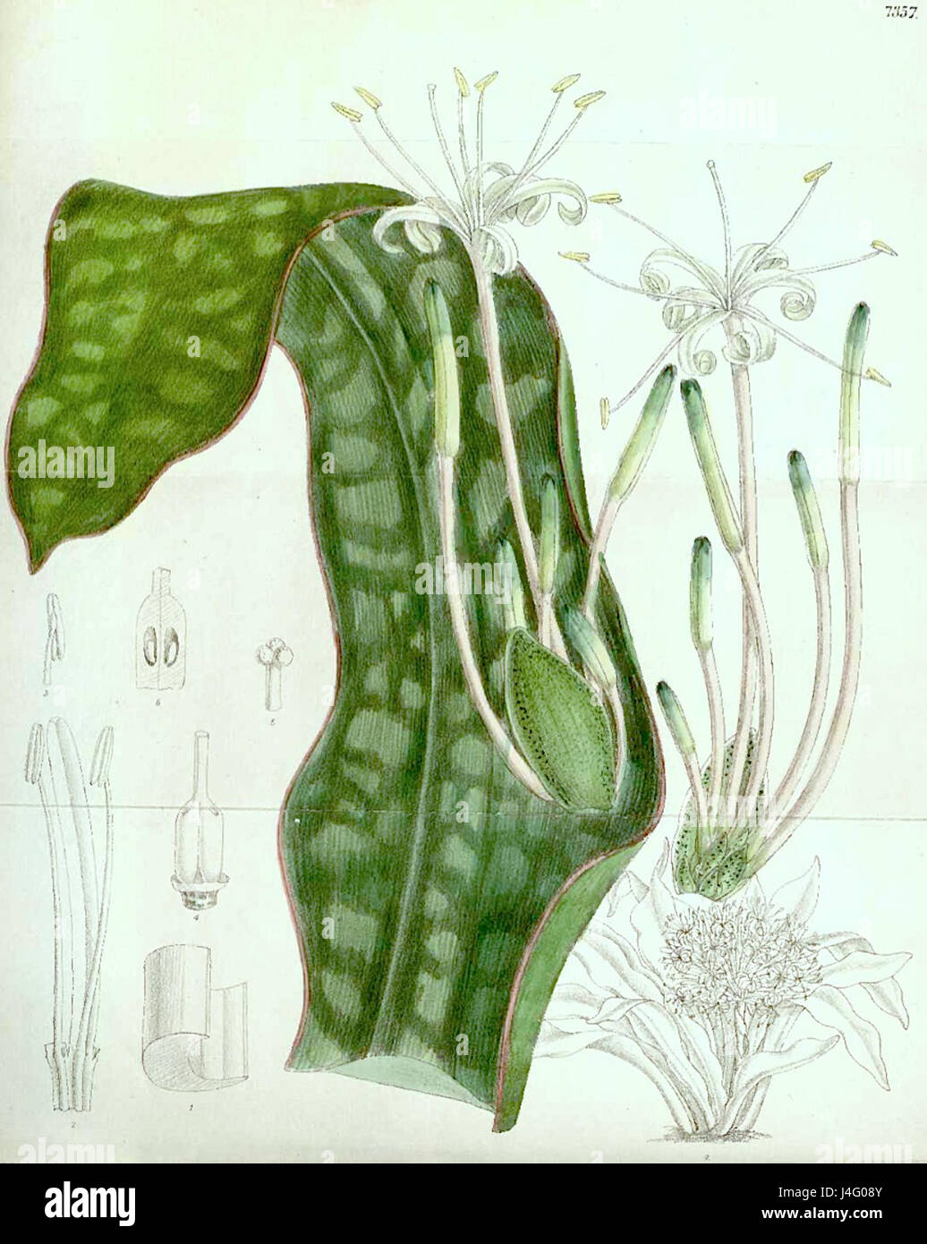 Sansevieria kirkii, auch bekannt als Kirk's sansevieria, ist eine im tropischen Afrika heimische saftige Pflanzenart. Diese Art wird für ihr dekoratives Laub geschätzt, das sich durch lange, schmale, dunkelgrüne Blätter mit hellgrünen Markierungen auszeichnet. Es handelt sich um eine robuste Pflanze, die aufgrund ihres geringen Wartungsbedarfs häufig in der Innenarchitektur verwendet wird. Stockfoto