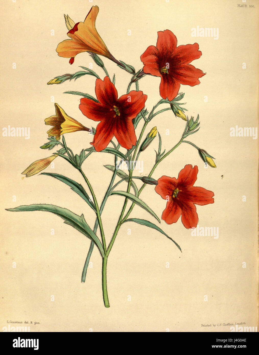 Salpiglossis sinuata, auch bekannt als malte Zunge, ist eine blühende Pflanze aus Südamerika. Es ist bekannt für seine leuchtenden, trompetenförmigen Blüten, die in verschiedenen Farben erhältlich sind, darunter Rot, Violett und Gelb. Diese Art wird oft zu Zierzwecken angebaut, da sie auffällig aussieht und Bestäuber wie Bienen und Kolibris anlockt. Stockfoto