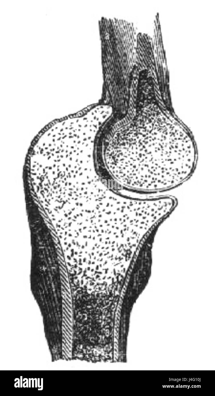 Eine Illustration aus der 1886 erschienenen Publikation „How we live“, die das Scharniergelenk (Ellenbogen) als einfaches Scharnier darstellt, das eine Beugung und Verlängerung zwischen Humerus, Radius und Ulna-Knochen ermöglicht. Stockfoto