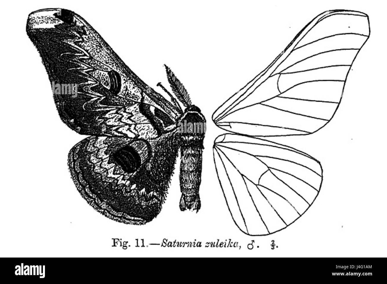 Saturnia zuleika ist eine Art von Falter aus der Familie der Saturniidae, die in Teilen Mittel- und Südamerikas beheimatet ist. Sein auffälliges Aussehen und seine große Größe machen ihn zu einem interessanten Thema für Entomologen und Mottenliebhaber. Stockfoto