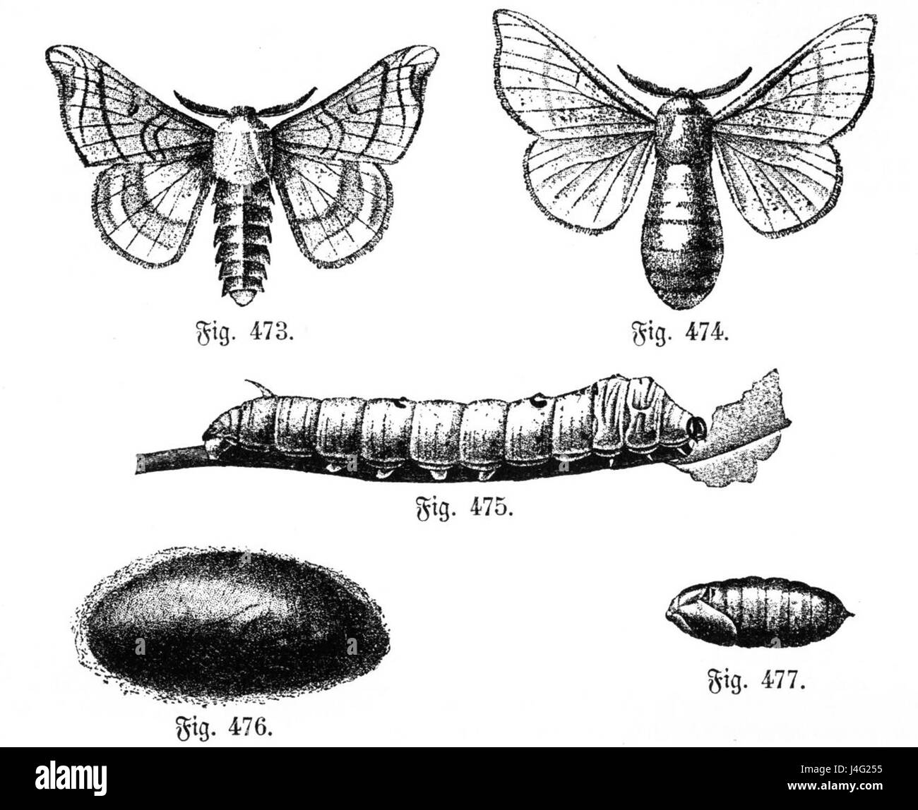 Die Zeichnung des Seidenspinners, oder Seidenraupe, zeigt dieses wichtige Insekt im Larvenstadium. Diese Art ist bekannt für ihre Rolle in der Seidenproduktion, einer Industrie mit einer langen Geschichte im Welthandel. Stockfoto