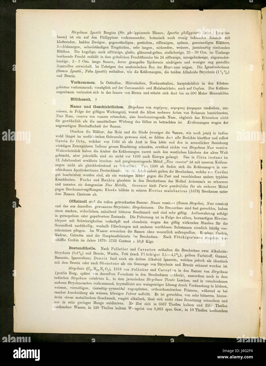 Strychnos ignatii ist eine Pflanzenart, die für ihre Samen bekannt ist, die in der traditionellen Medizin verwendet werden und Strychnin, ein starkes Alkaloid, enthalten. Die Pflanze ist auf den Philippinen beheimatet und ist für ihre toxischen Eigenschaften bekannt, die sie bei ihrer Verwendung zu einer Vorsicht gemacht haben. Stockfoto