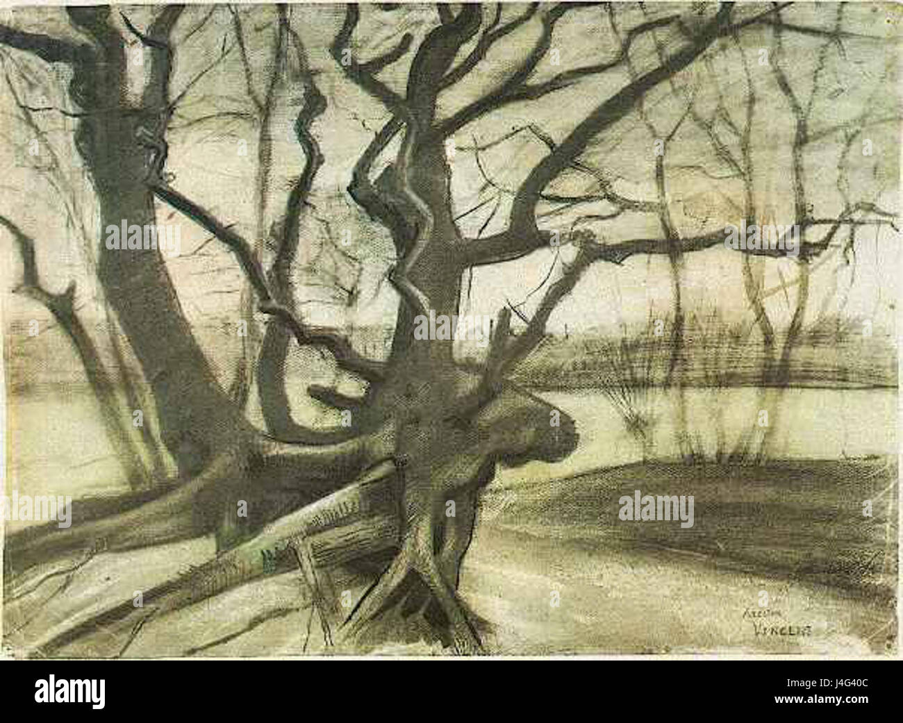 Diese Arbeit ist eine Studie über einen Baum, wahrscheinlich eine botanische oder künstlerische Studie, die sich auf die detaillierten Merkmale und Struktur eines Baumes konzentriert. Diese Studien zielen darauf ab, die natürliche Form von Bäumen zu erfassen, oft zu wissenschaftlichen oder künstlerischen Zwecken. Stockfoto