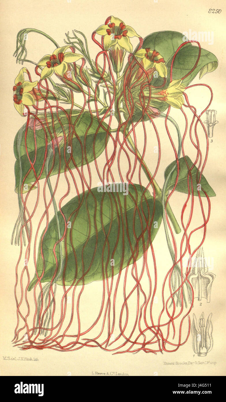 * Strophanthus preussii* ist eine blühende Pflanzenart aus der Familie der Apocynaceae, die für ihren ornamentalen Wert und ihre Verwendung in der traditionellen Medizin bekannt ist. Sie ist in tropischen Regionen beheimatet und ist für ihre charakteristischen Blüten und toxischen Eigenschaften bekannt. Stockfoto