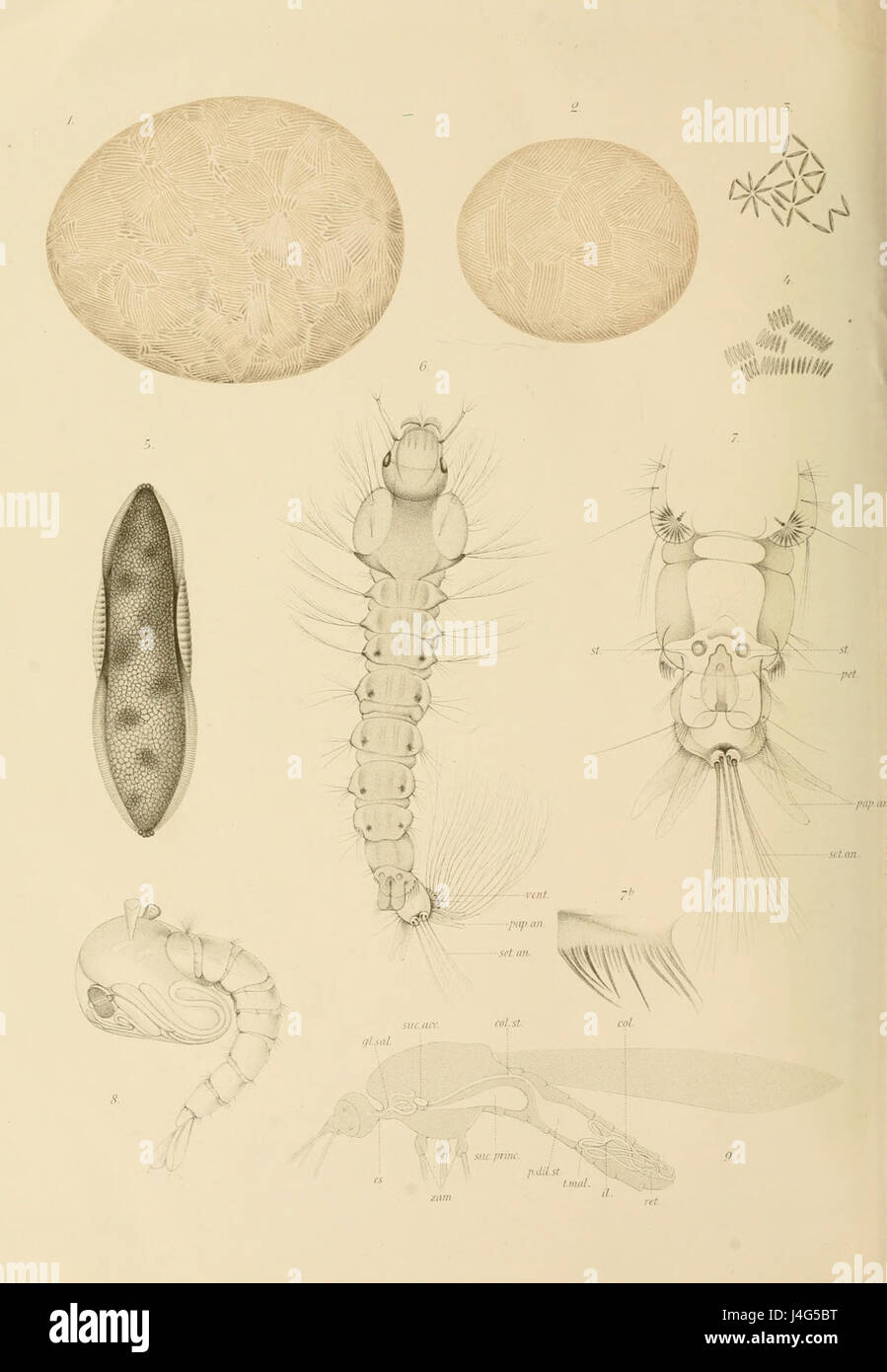 Studi di Uno Zoologo Sulla Malaria plate4a Stockfoto