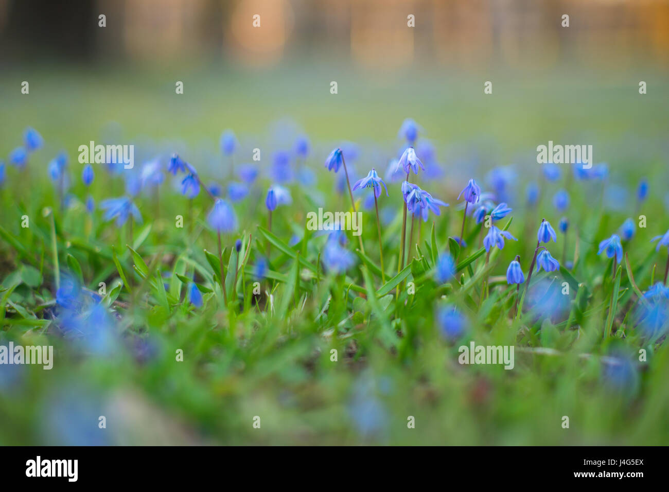 Sibirischer Blaustern Blumen, geringe Schärfentiefe. Zarten Frühling Hintergrund Stockfoto