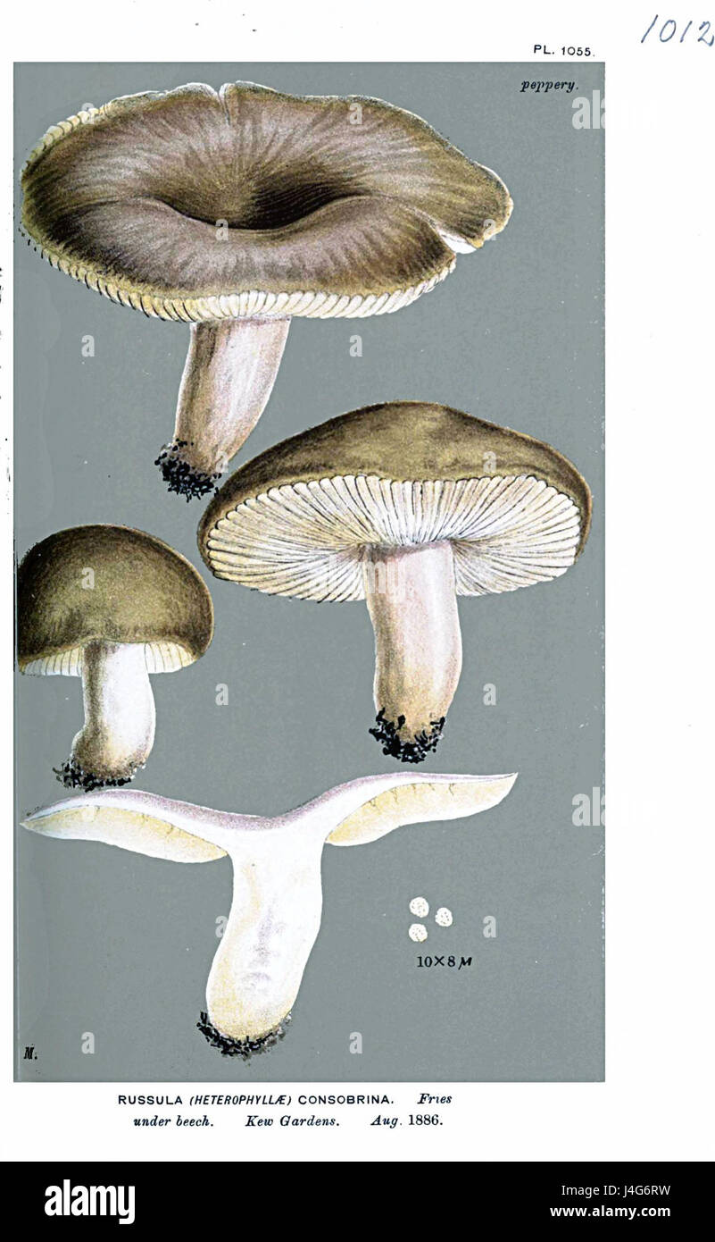 Russula consobrina Cooke ist eine Pilzart aus der Familie der Russulaceae, die für ihr markantes Aussehen und ihren Lebensraum bekannt ist. Er ist Teil der vielfältigen Gruppe von Pilzen, die in gemäßigten Regionen vorkommen. Stockfoto