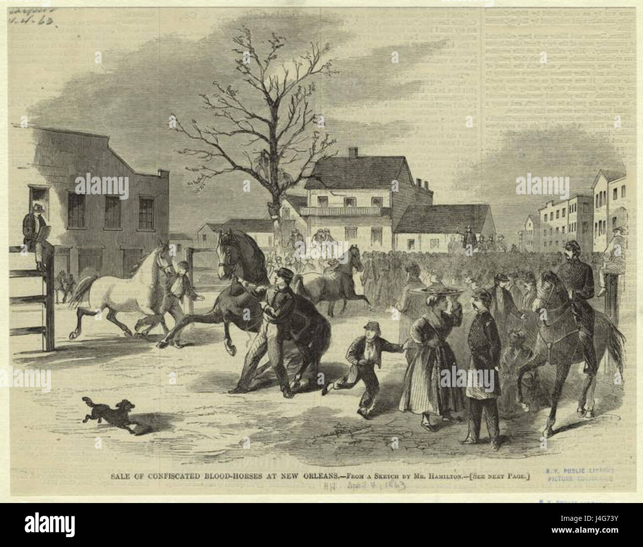 Dieses historische Bild repräsentiert den Verkauf konfiszierter Blutpferde in New Orleans im Jahr 1863, wahrscheinlich im Zusammenhang mit dem Bürgerkrieg. Diese Pferde wurden aufgrund ihrer Kriegsverstrickung oder aufgrund von Kriegsaktivitäten beschlagnahmt. Stockfoto