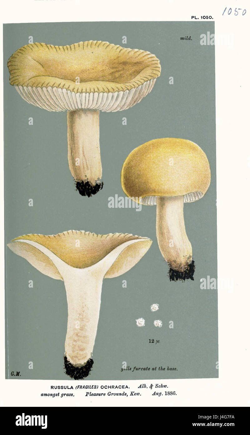 Russula ochracea, auch bekannt als Ocker-Russula, ist eine Pilzart, die in gemäßigten Wäldern vorkommt. Bekannt für seine charakteristische gelbliche Kappe, wird es aufgrund seiner leichten Toxizität normalerweise nicht konsumiert. Stockfoto