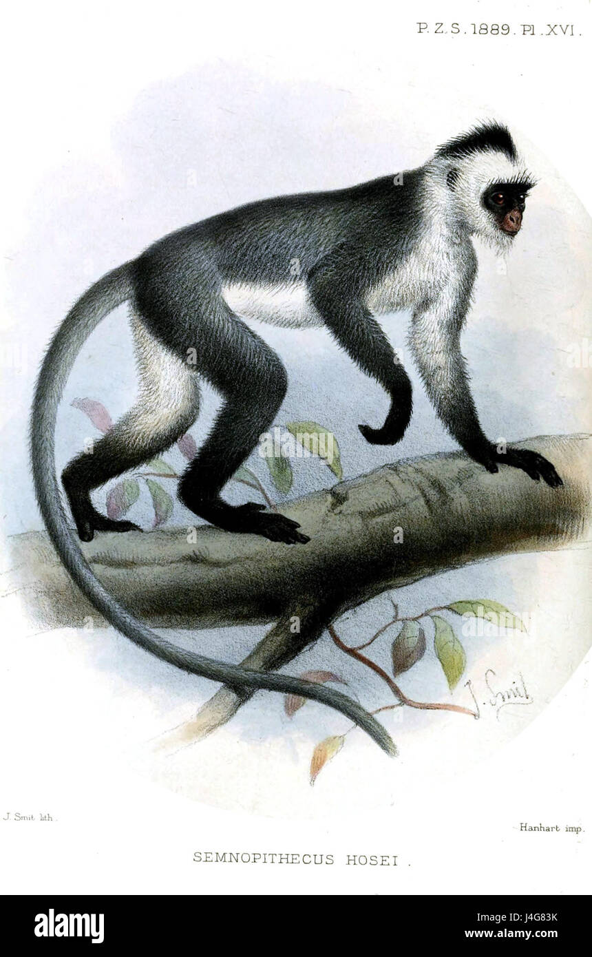 SemnopithecusHoseiSmit Stockfoto