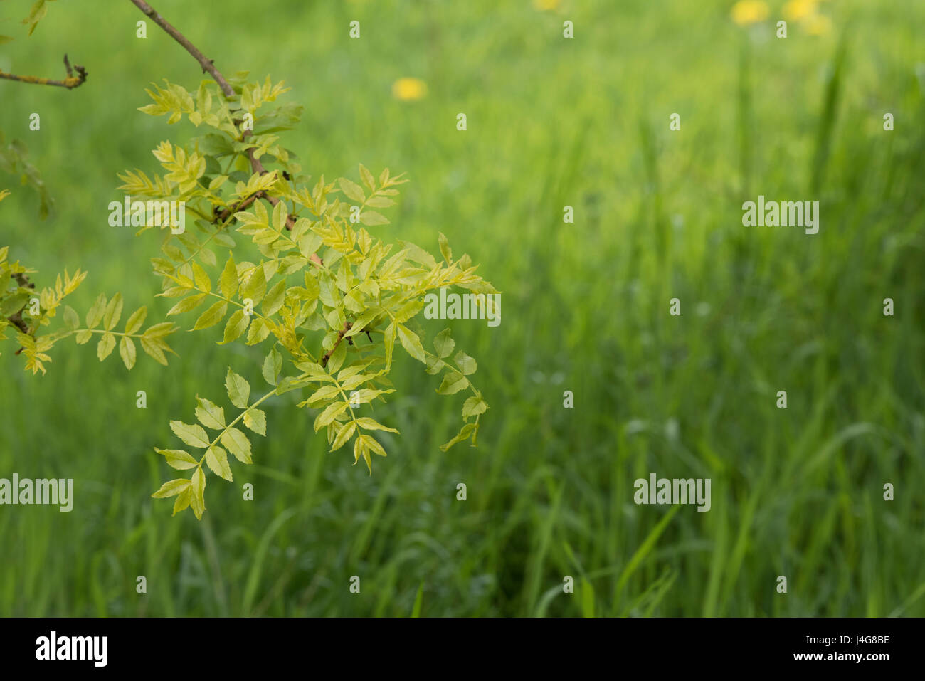 Fraxinus Excelsior "Aurea Pendula". Weinend Golden Ash Baum im April verlässt. UK Stockfoto