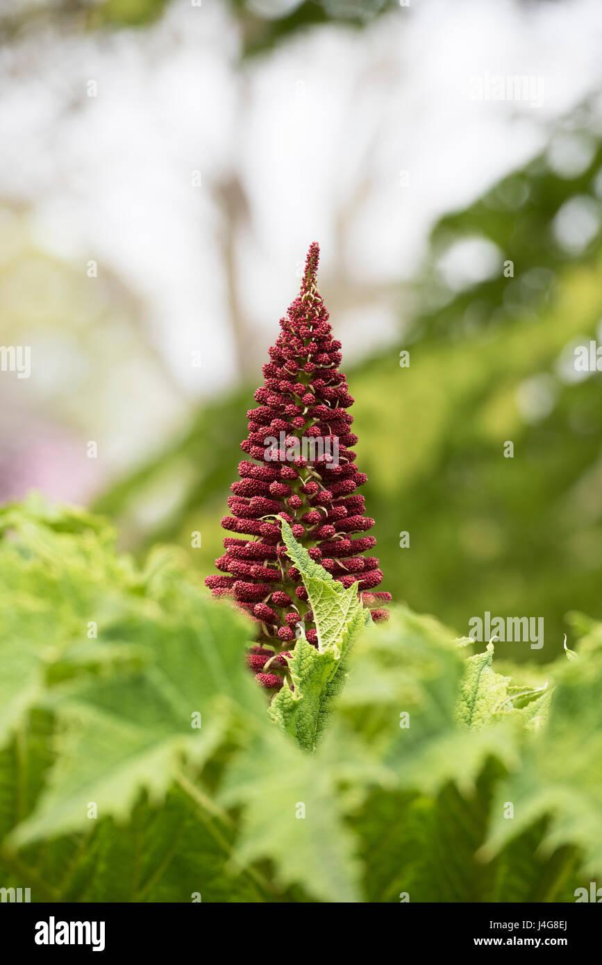 Gunnera Tinctoria, Riesen Rhabarber Blütenstand im Frühjahr Stockfoto