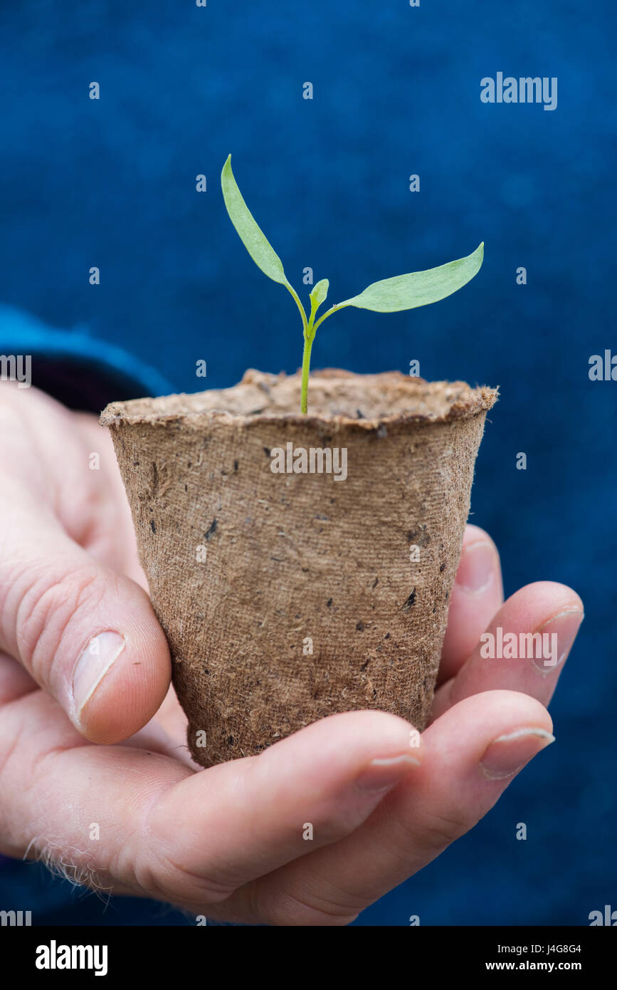 Gärtner halten eine Chili Pflanzen Keimling in einem biologisch abbaubaren Kleinanlage Topf im April. UK Stockfoto