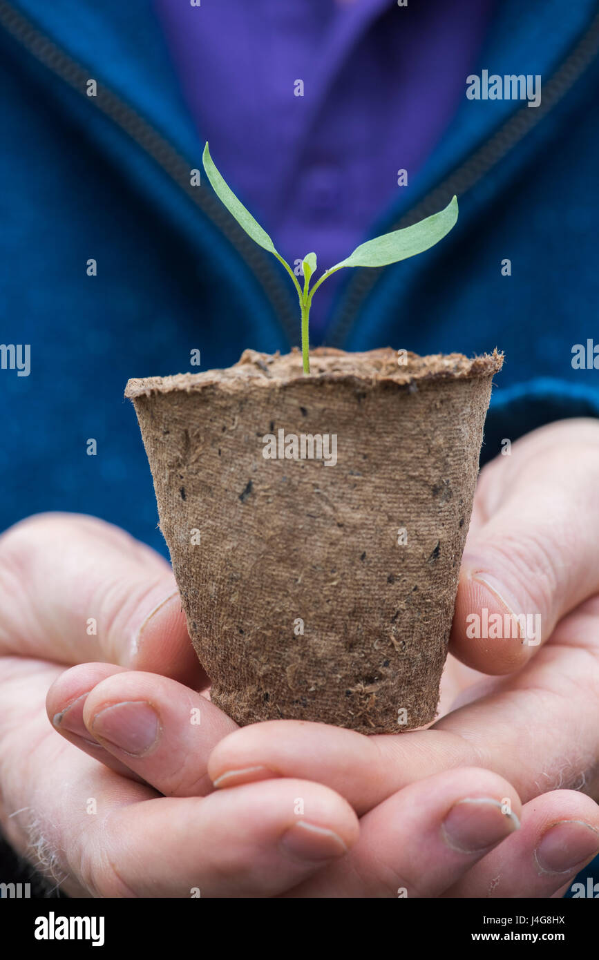 Gärtner halten eine Chili Pflanzen Keimling in einem biologisch abbaubaren  Kleinanlage Topf im April. UK Stockfotografie - Alamy