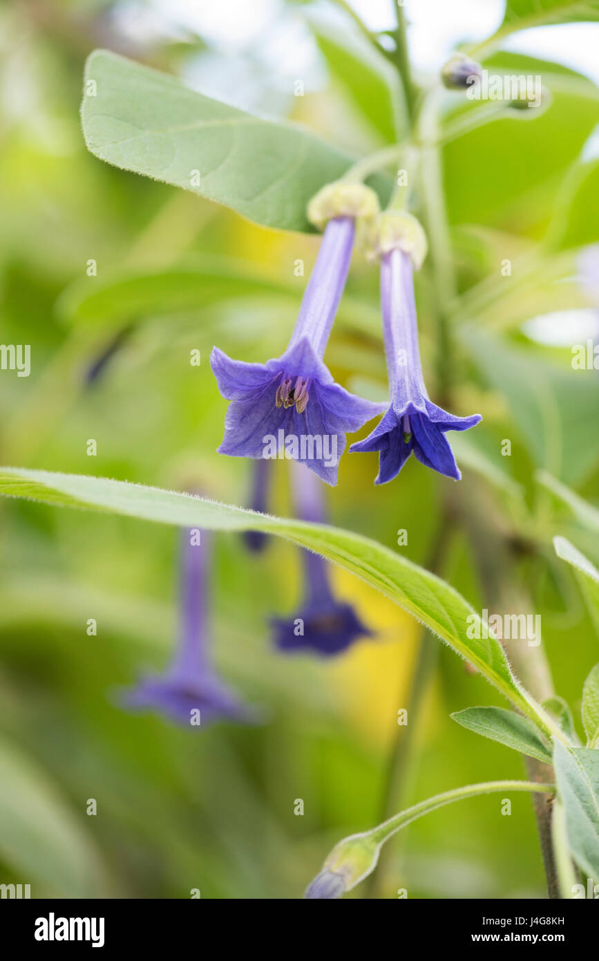 Iochroma Grandiflorum Blumen Stockfoto