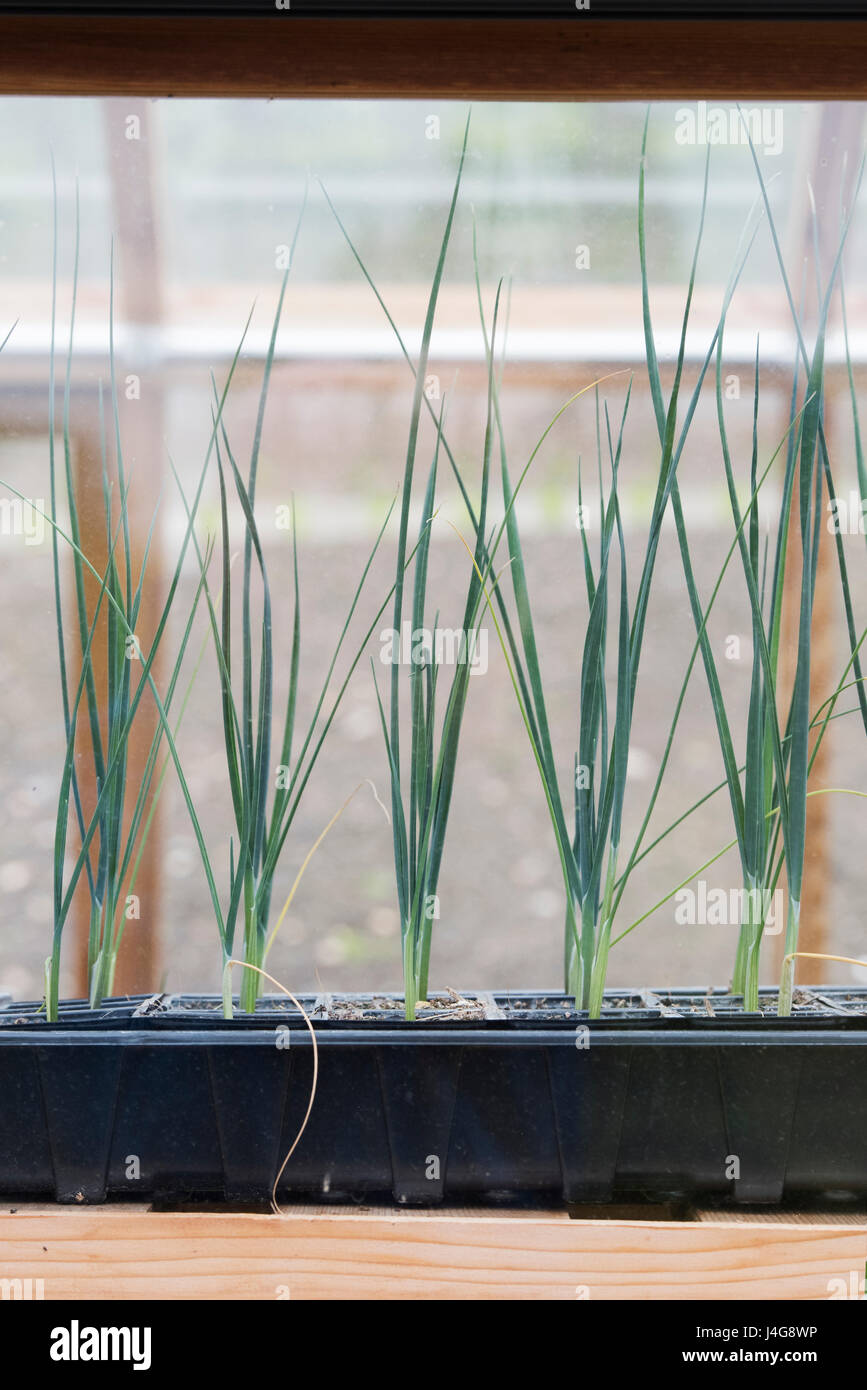 Lauch-Sämlinge in Schalen in einem Gewächshaus Regal im Frühjahr. UK Stockfoto