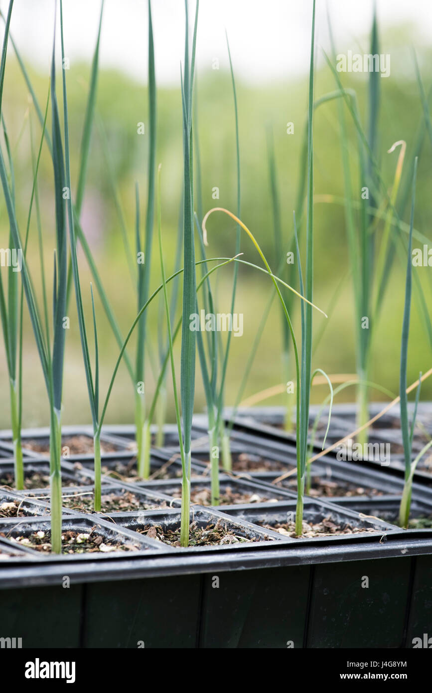 Lauch-Sämlinge in Schalen in einem Gewächshaus Regal im Frühjahr. UK Stockfoto