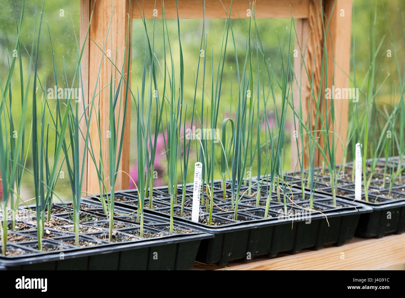 Lauch-Sämlinge in Schalen in einem Gewächshaus Regal im Frühjahr. UK Stockfoto