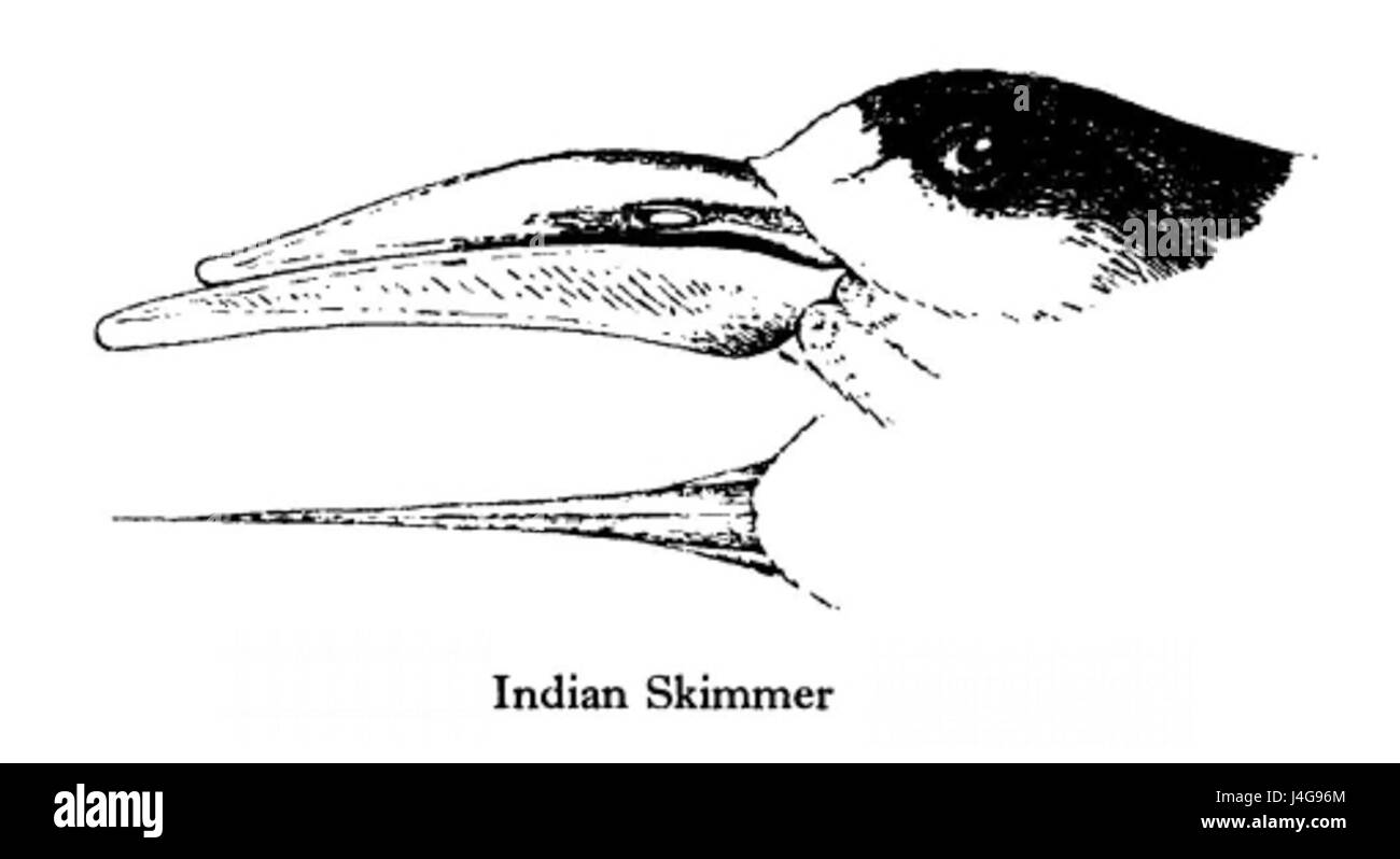 SkimmerBill Stockfoto