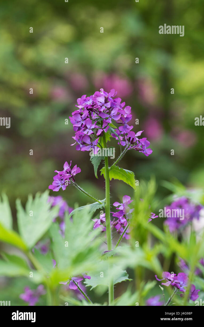 LUNARIA Annua. Ehrlichkeit-Blumen Stockfoto